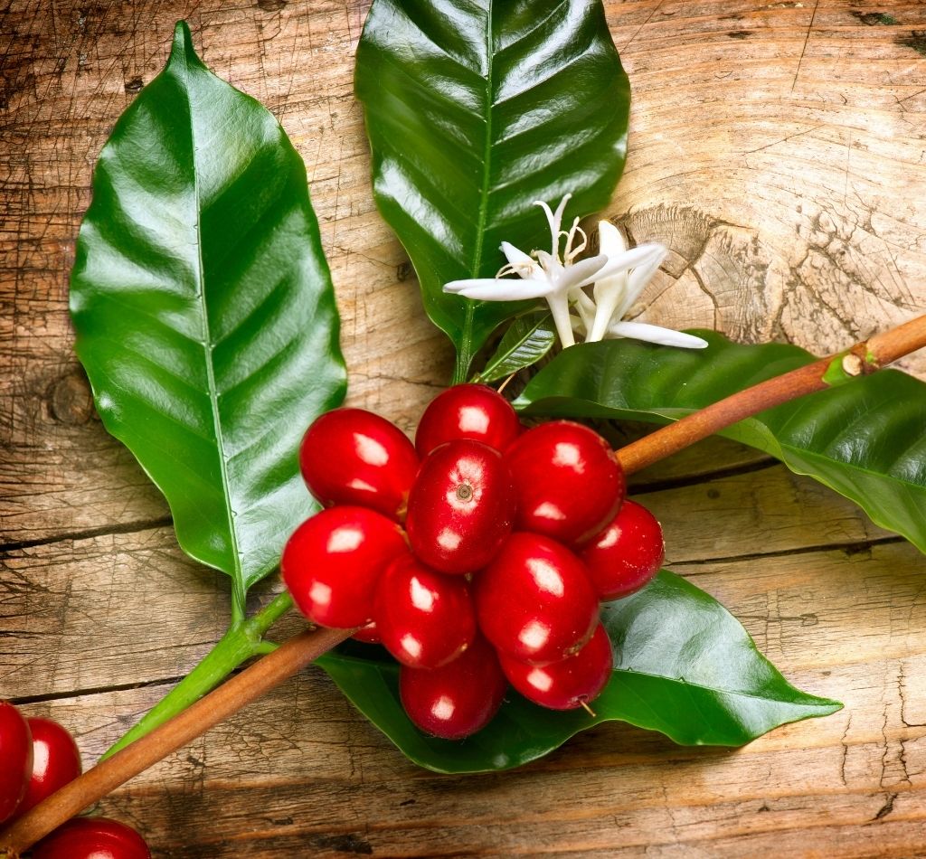 Coffea-tree-coffee-fruit Coffee Fruit Bean Coffea Tree