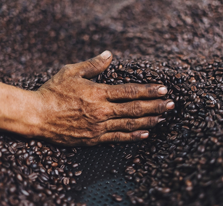 French-Roast-Coffee-Beans-with-Hand French Roast Coffee Beans with Hand