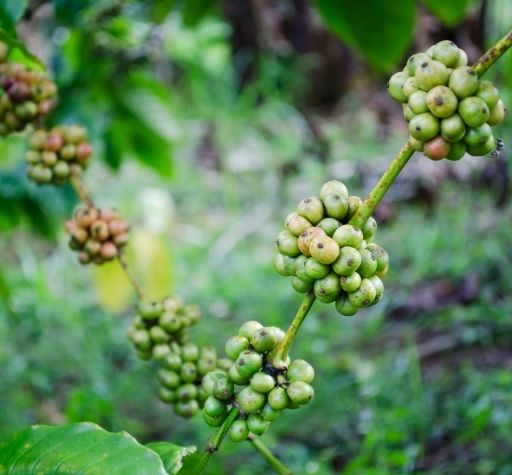 What is Excelsa Coffee? - The Coffee Guru