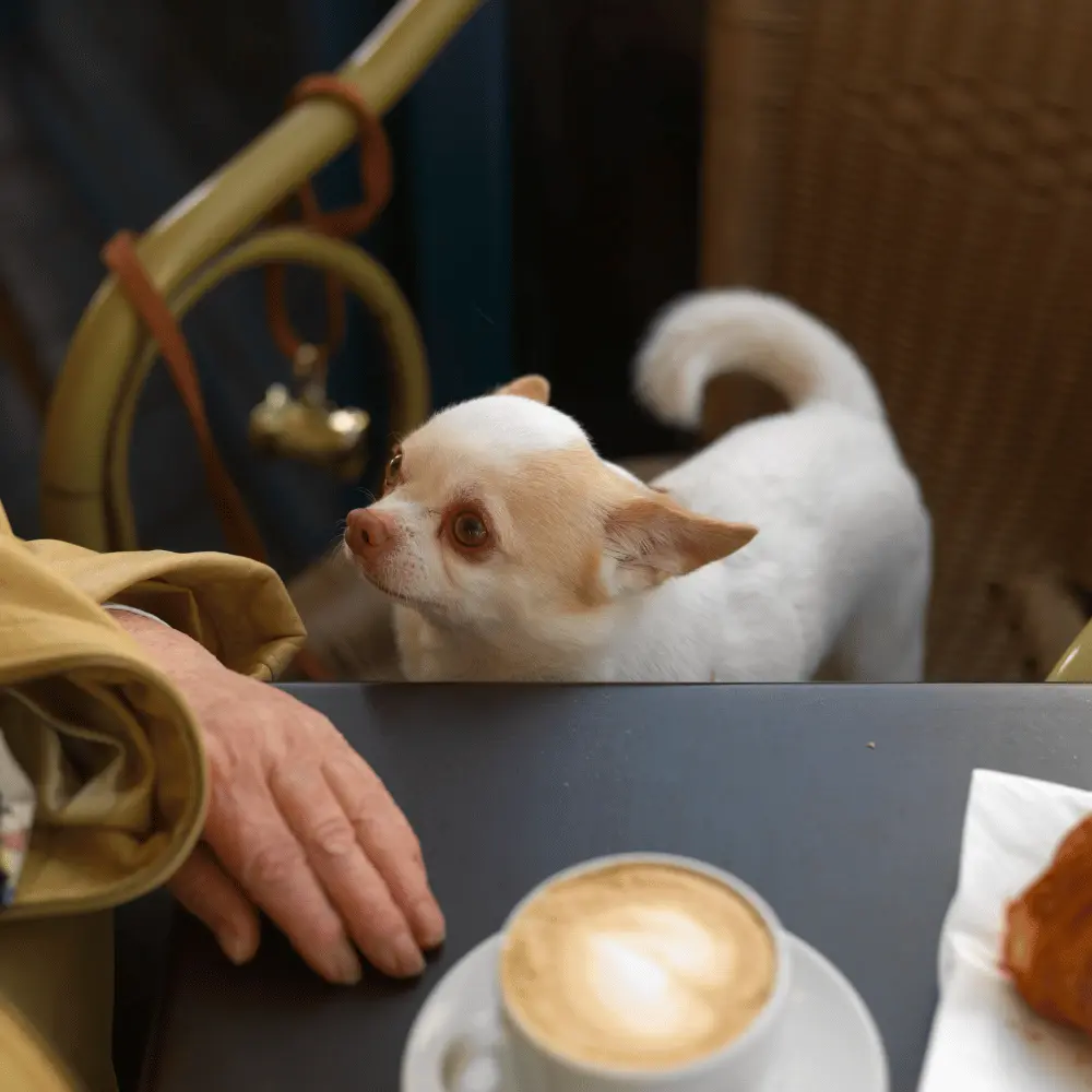 Puppy looking at owner wanting a coffee