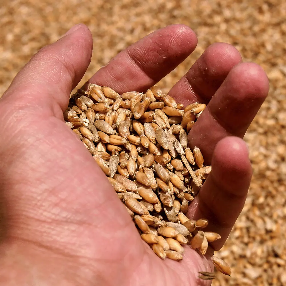 person with hand full of wheat grain