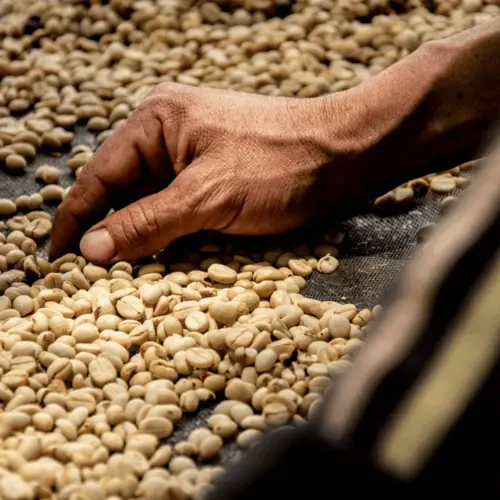 Drying coffee cherries