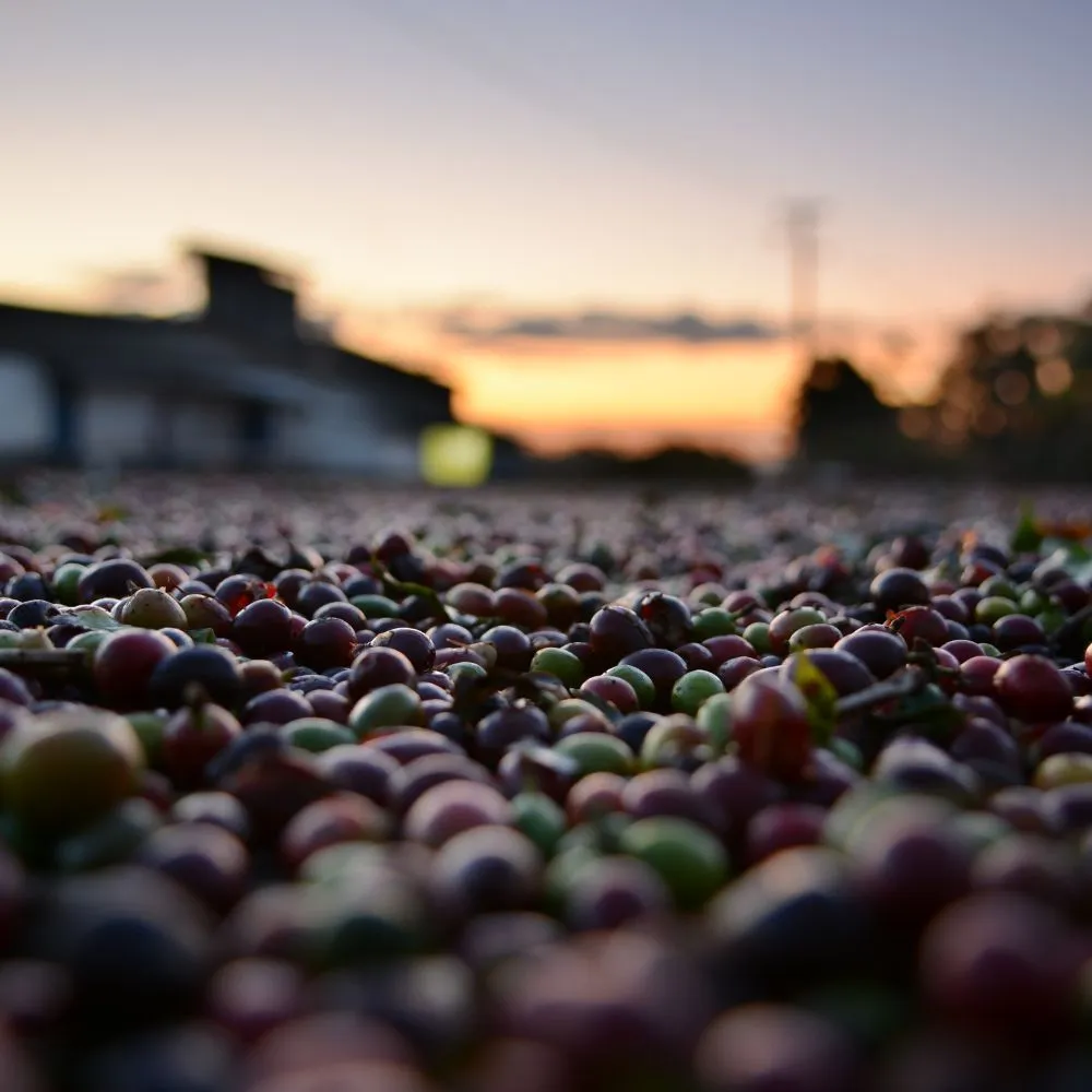close up of coffee cherries at a coffee farm