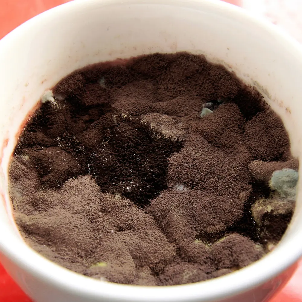 a coffee cup filled with a large amount of mold in cup