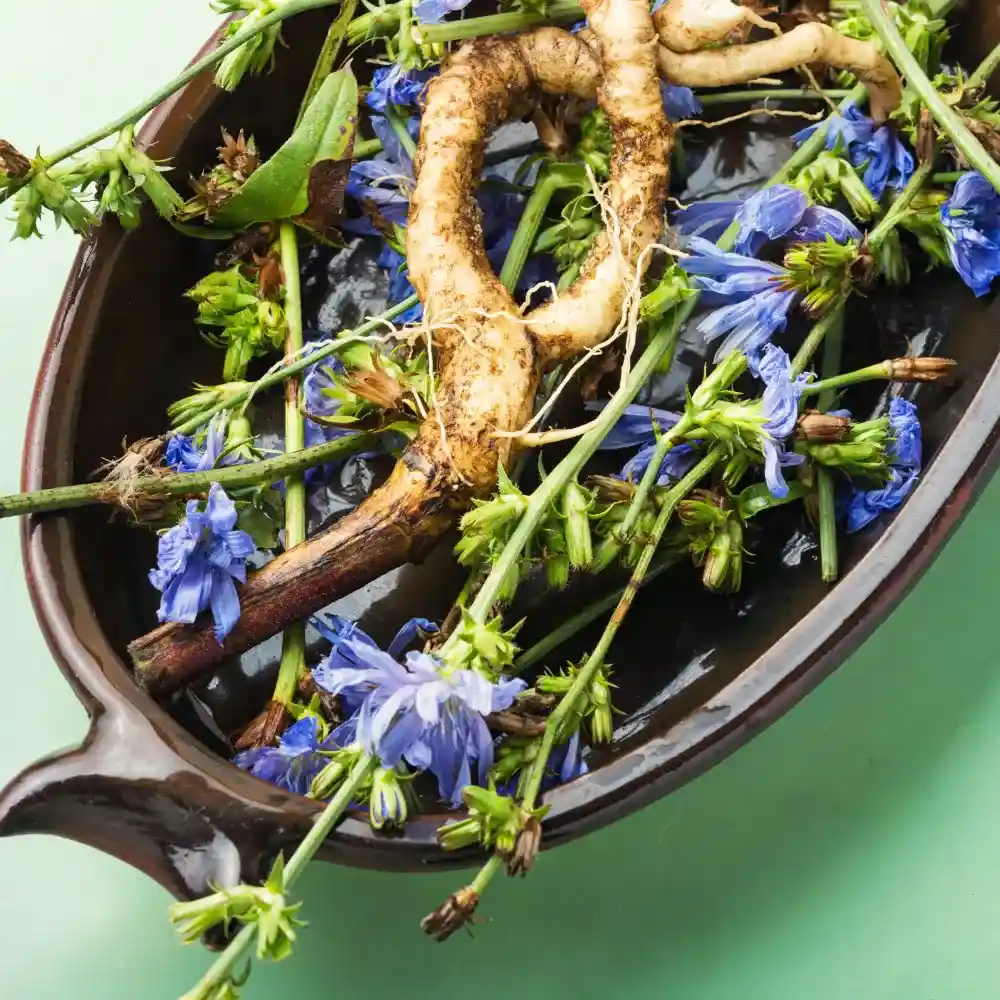 chicory root