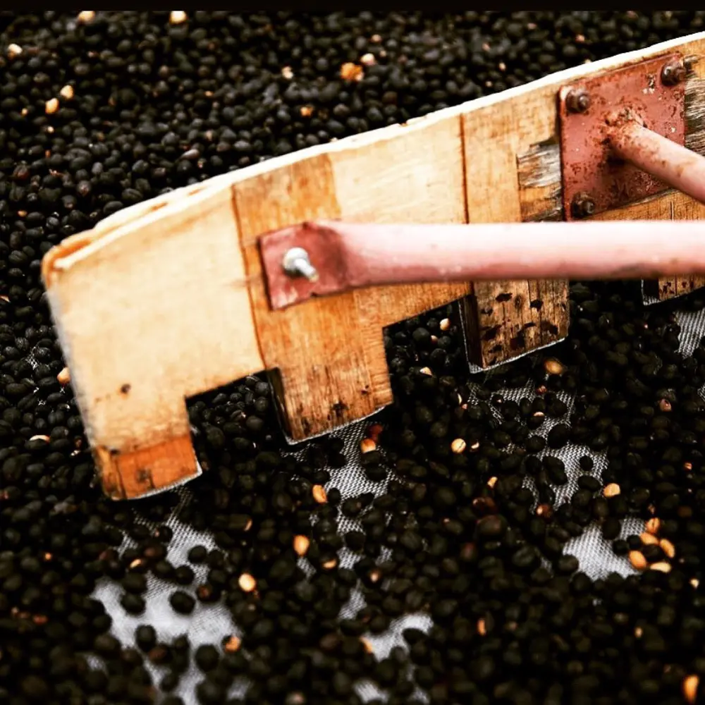 coffee farmers raking coffee beans