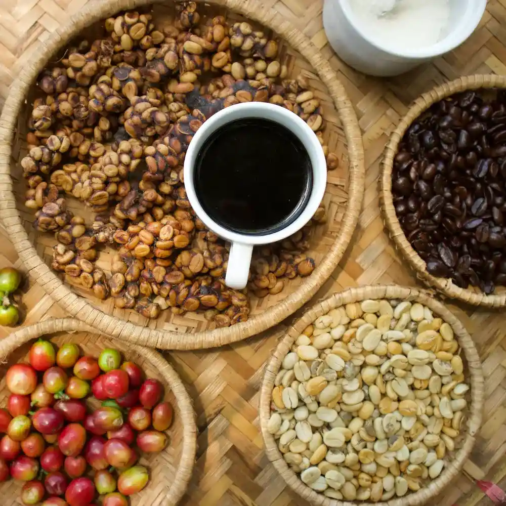 kopi luwak coffee beans next to coffee cherries and roasted coffee beans with a cup of coffee