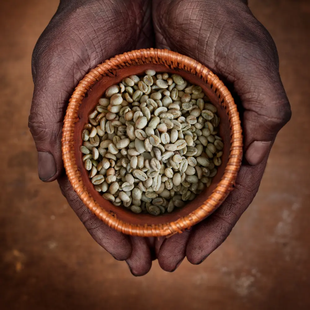 hands holding ethopian coffee beans