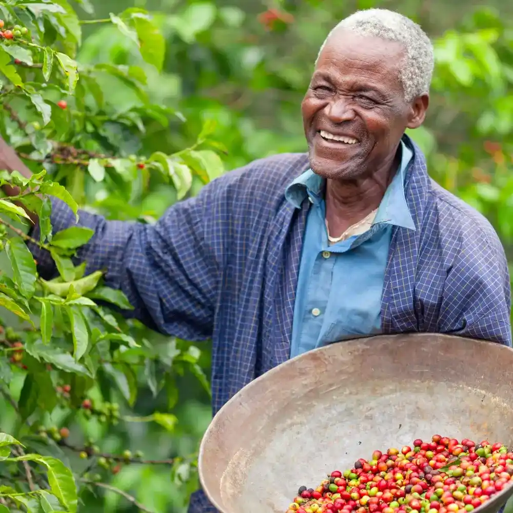a coffee farmer harvesting fresh coffee cherries