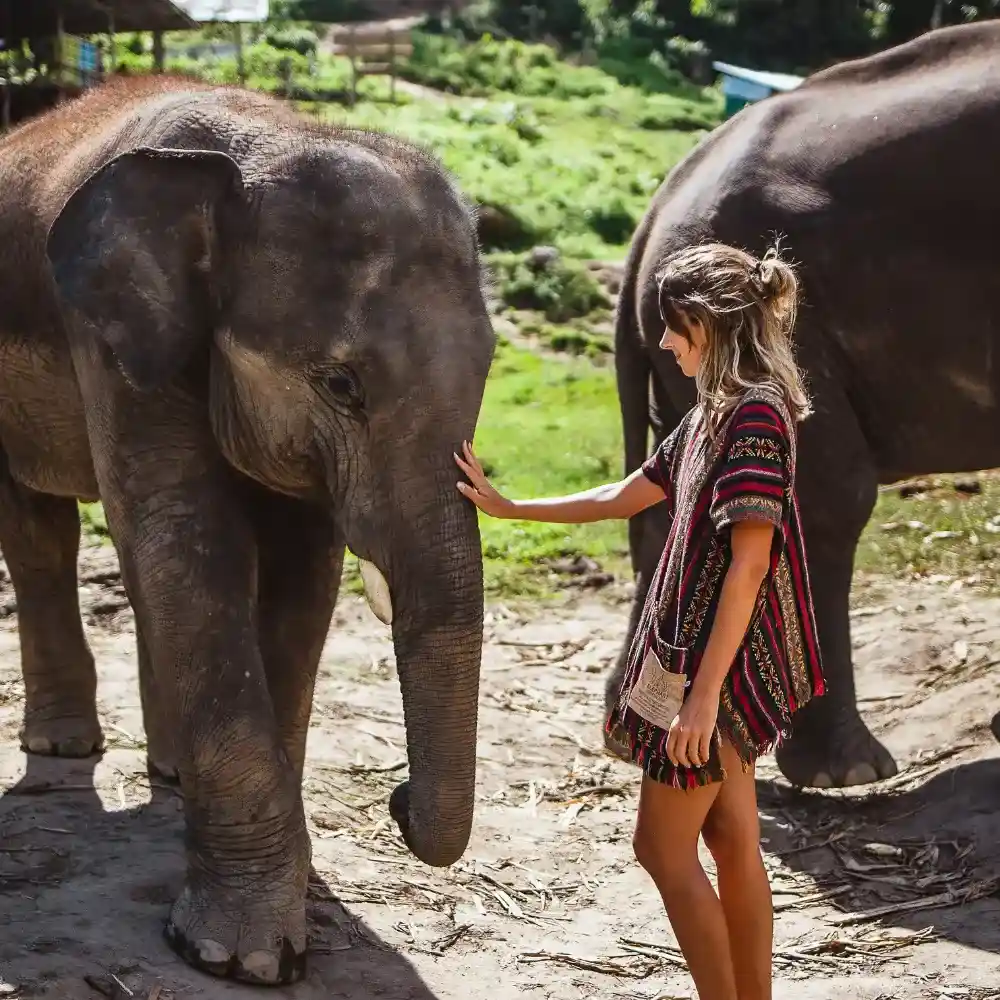 woman petting an elephant