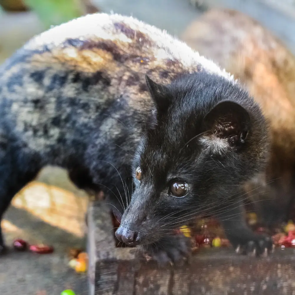 a civet