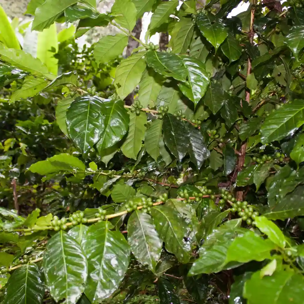 coffea plant leafs