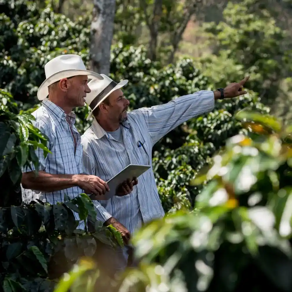 two coffee farmers in a kona coffee plantation