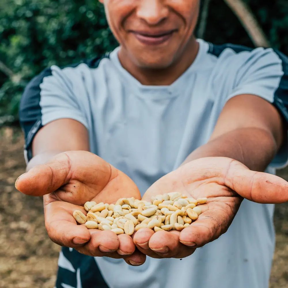 man showing unroasted coffee beans