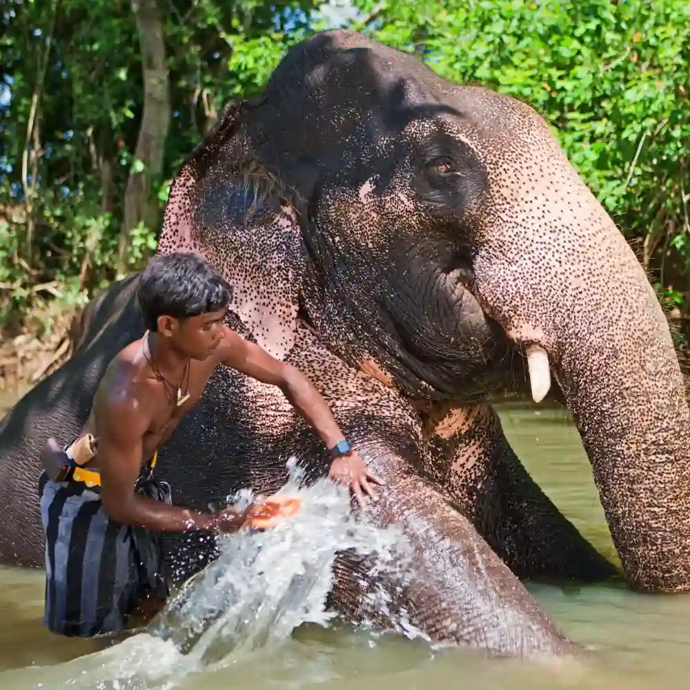 man bathing an elephant