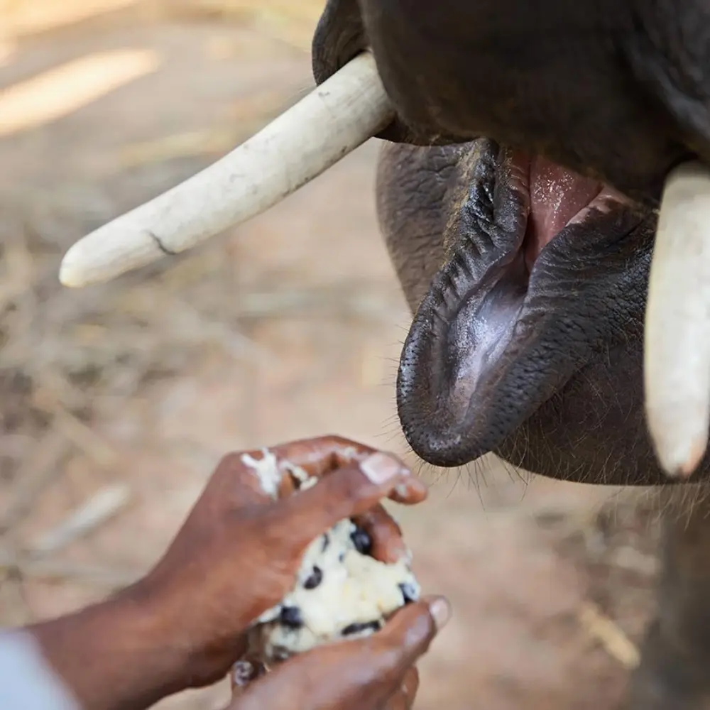 man feeding an elephant