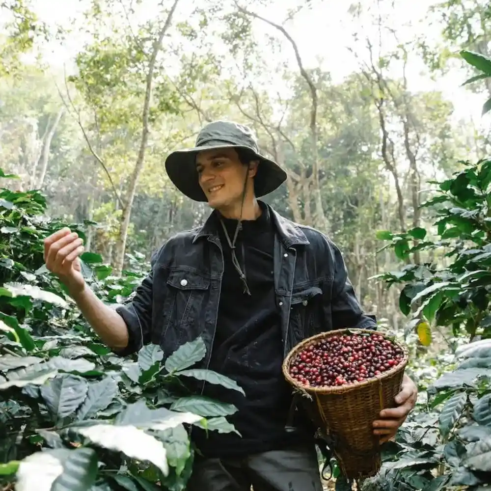 coffee farmer harvesting cherries