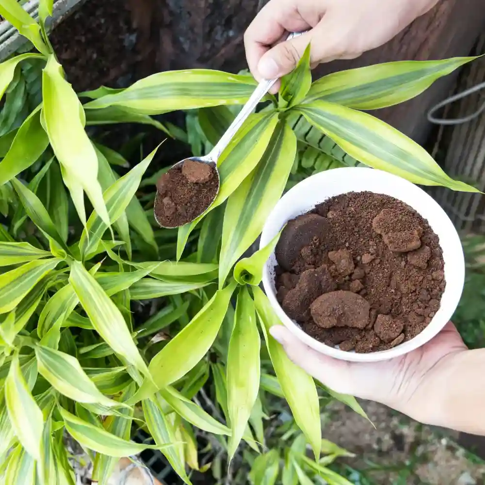 applying ground coffee
