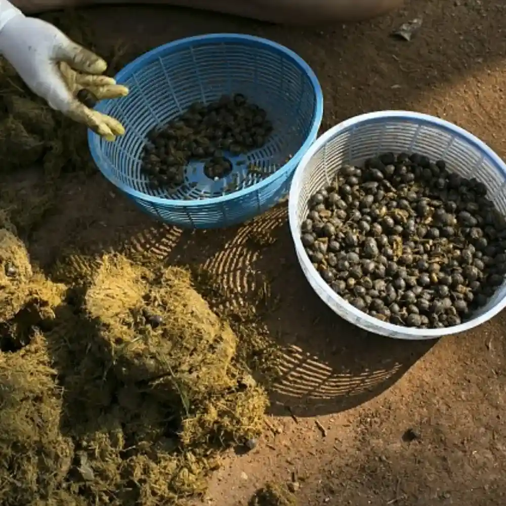 person sorting coffee cherries from the elephant waste