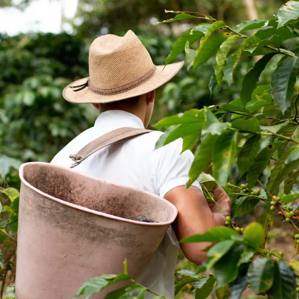 coffee harvester working