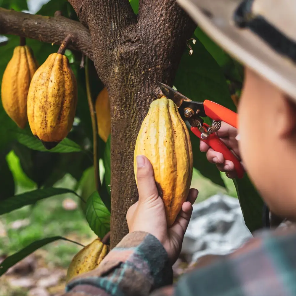 farmer harvesting a cacao plant
