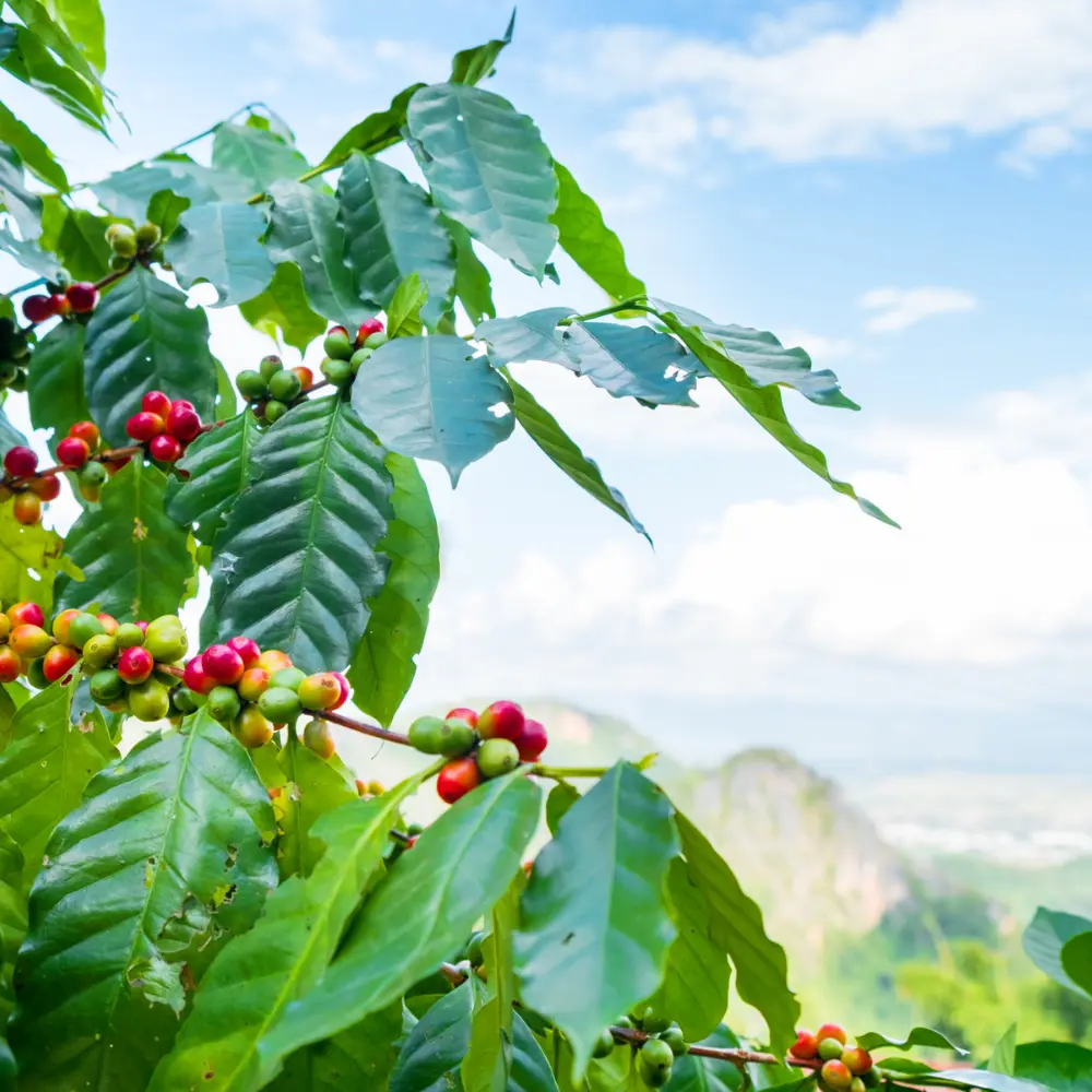 arabica coffee plant growing on a plantation