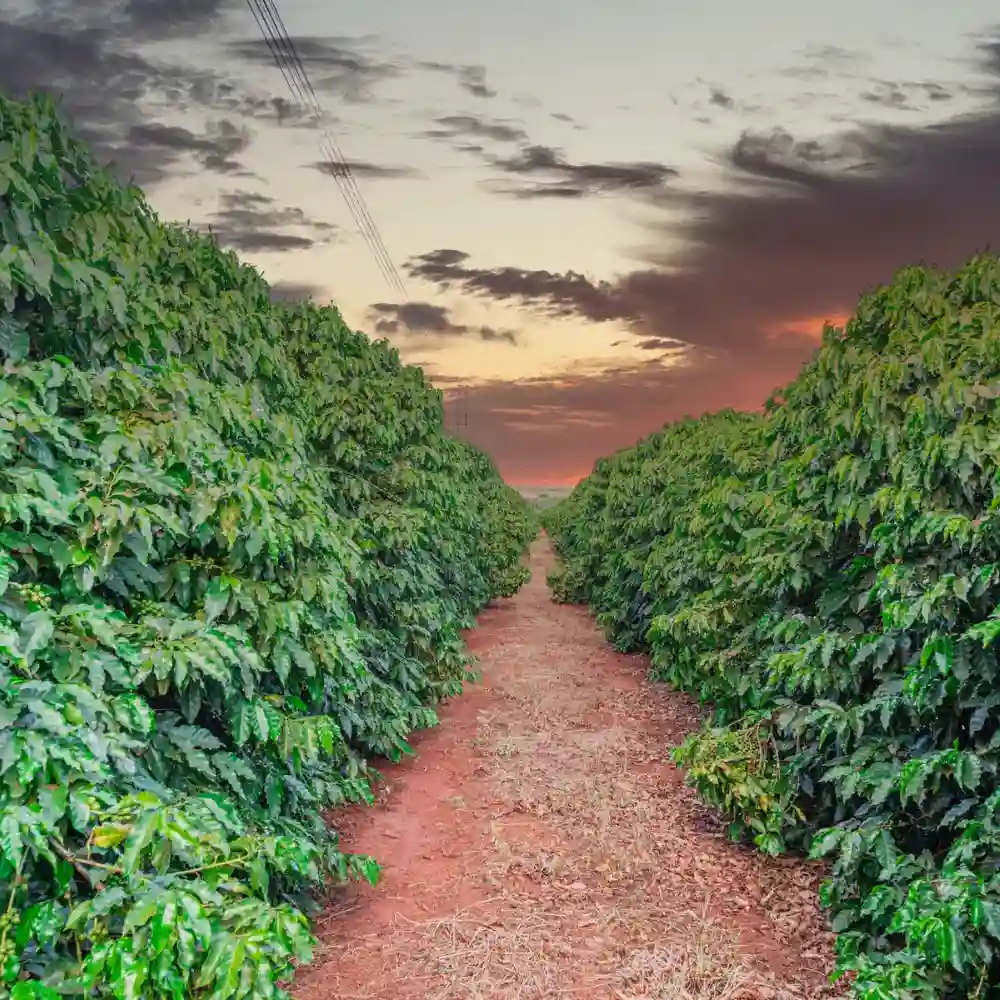 robusta coffee plantation