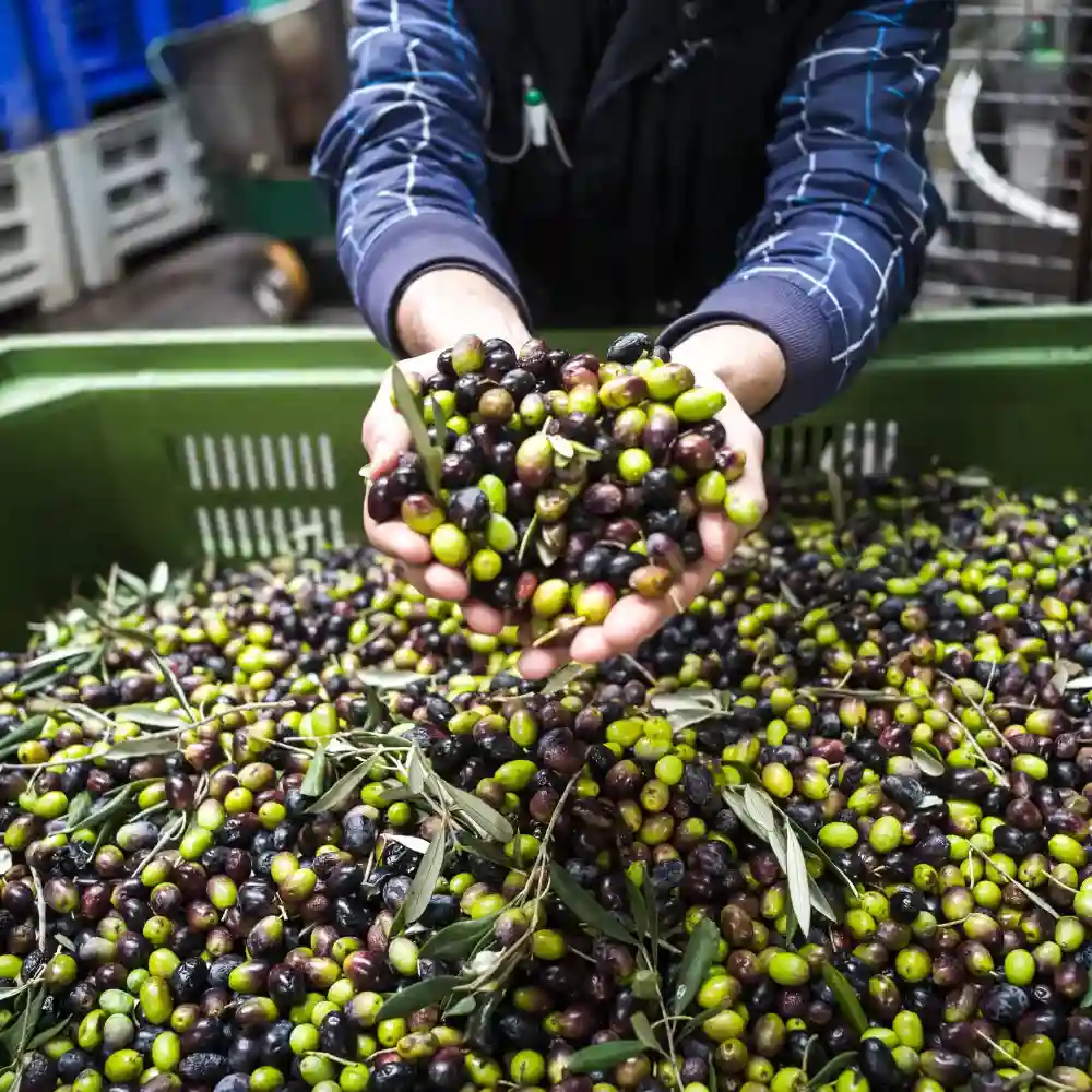 sourcing coffee beans and olives