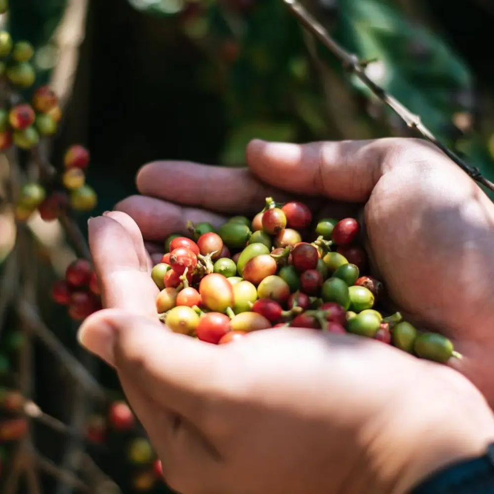 hands holding freshly picked coffee cherries