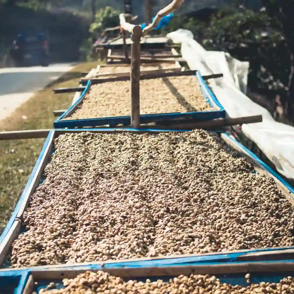 processing coffee cherries on a coffee farm