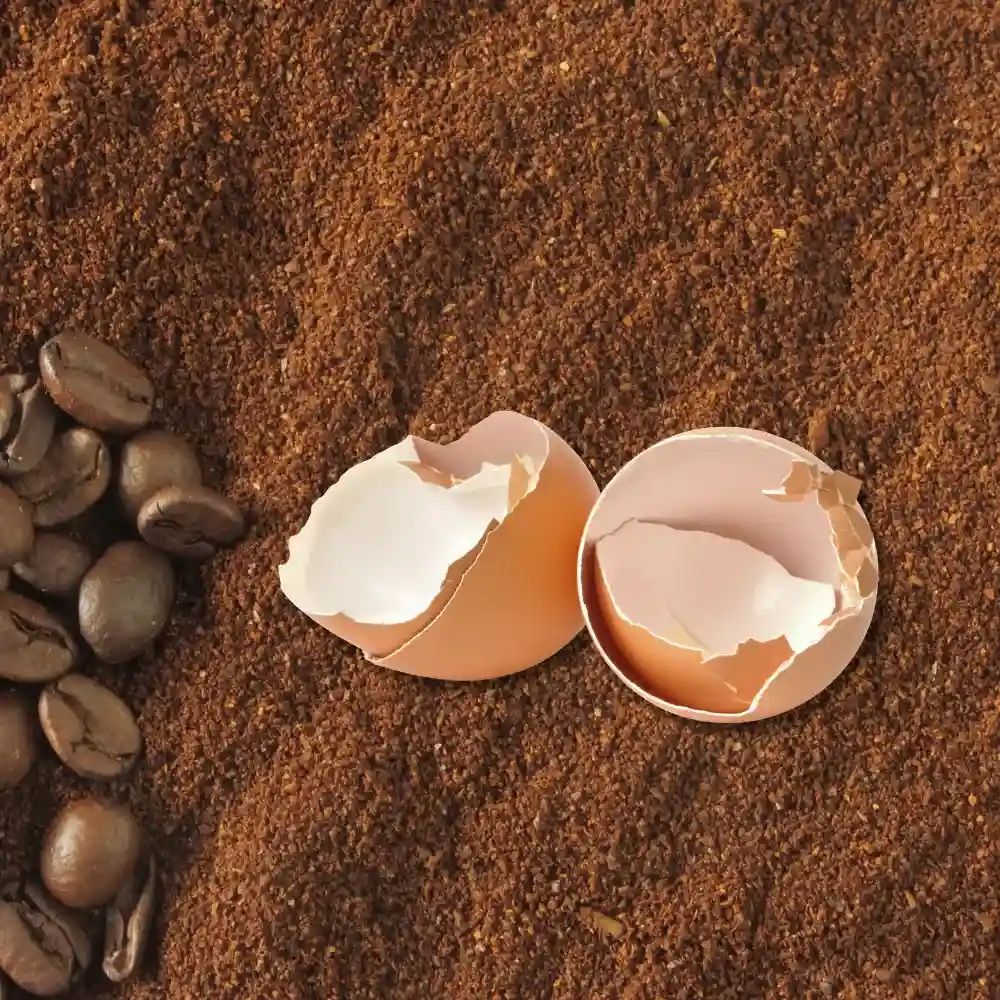 broken egg shells