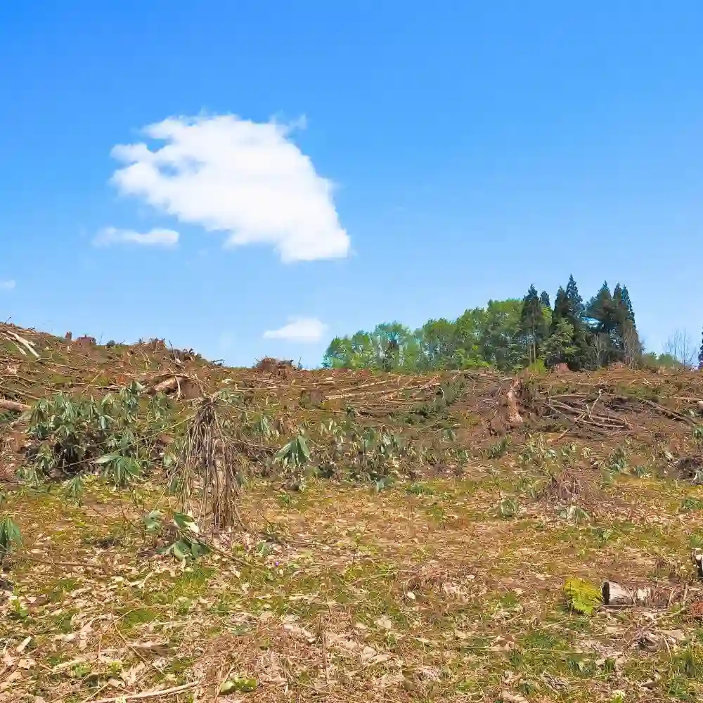 cut down coffee plantation