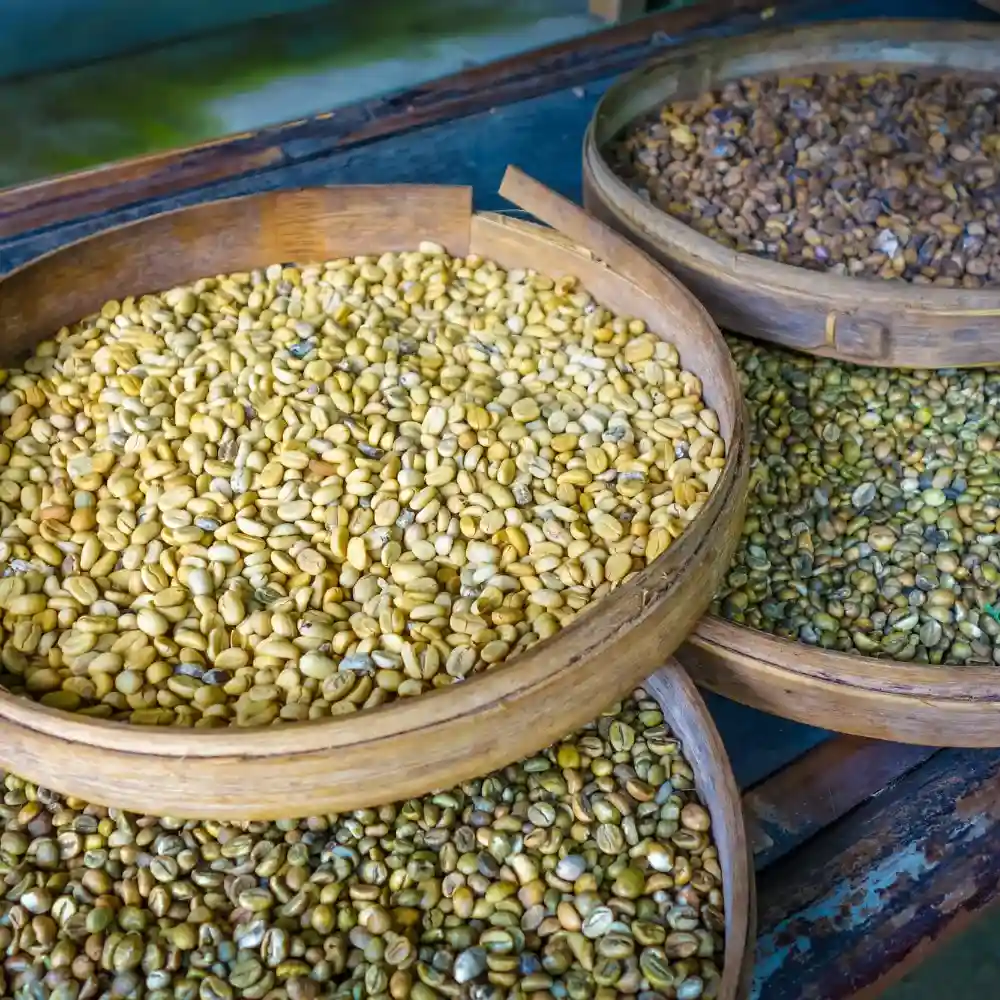 unroasted sumatran coffee beans