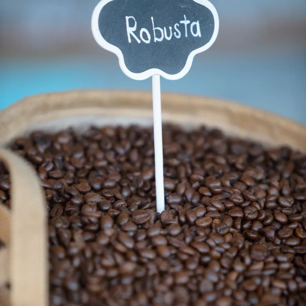 what-is-robusta-coffee-an-in-depth-exploration-of-a-dynamic-brew