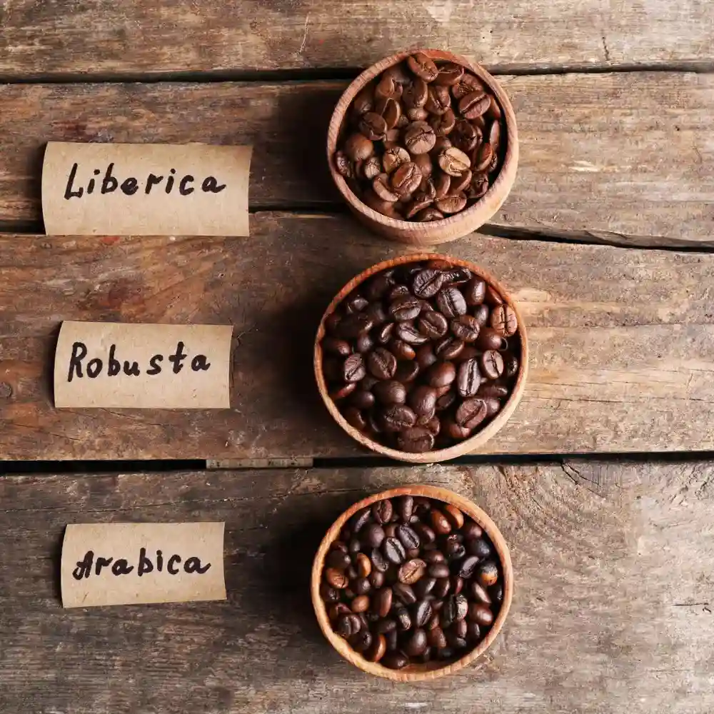 three bowls of coffee beans