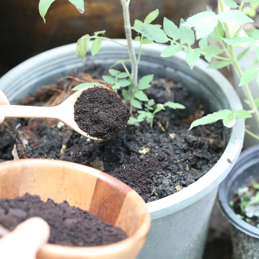 composting coffee grounds into soil