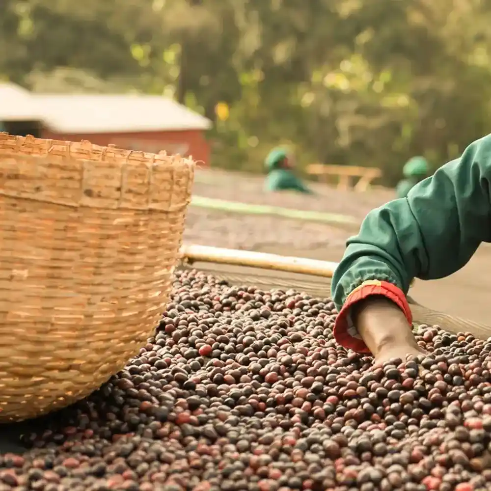 coffee farmer harvesting coffee cherries