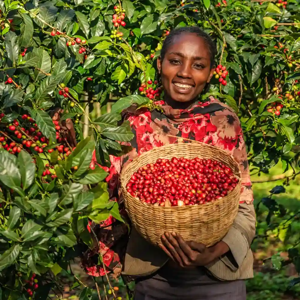 fair trade coffee harvester