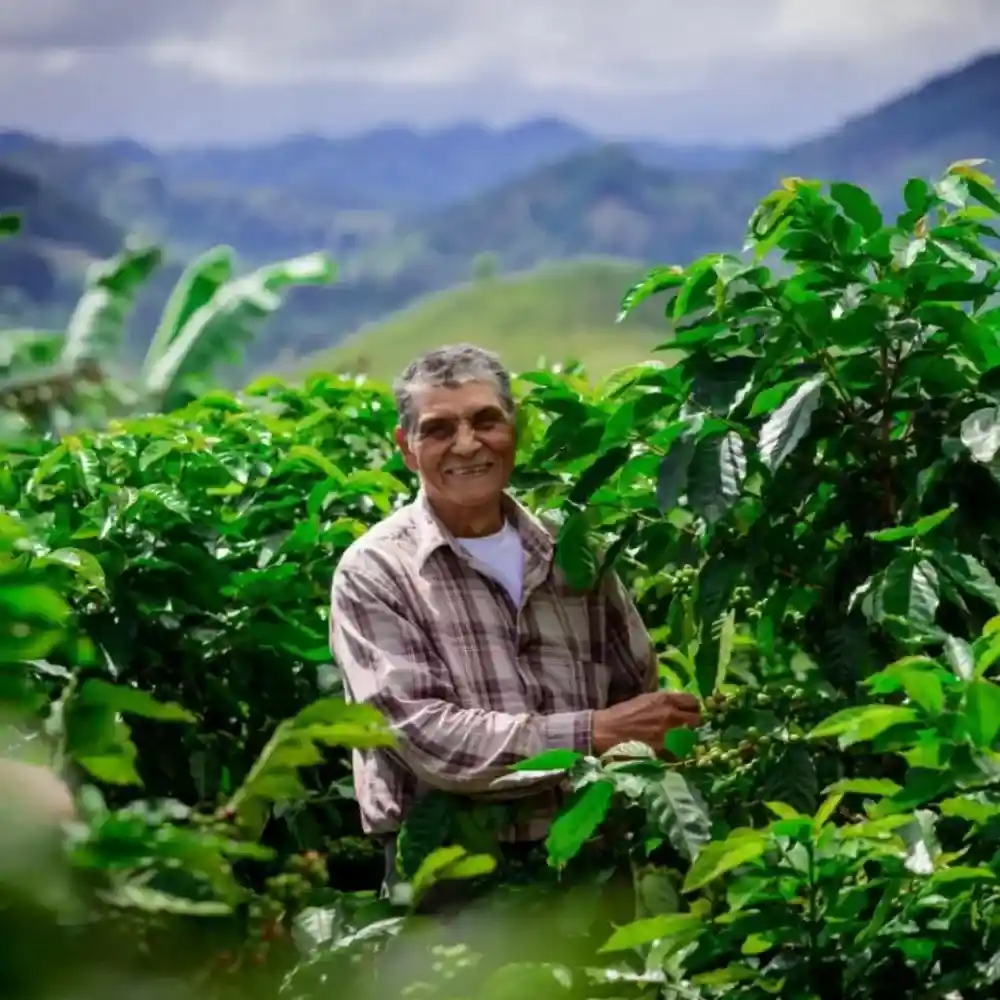 coffee farmer working on a plantation
