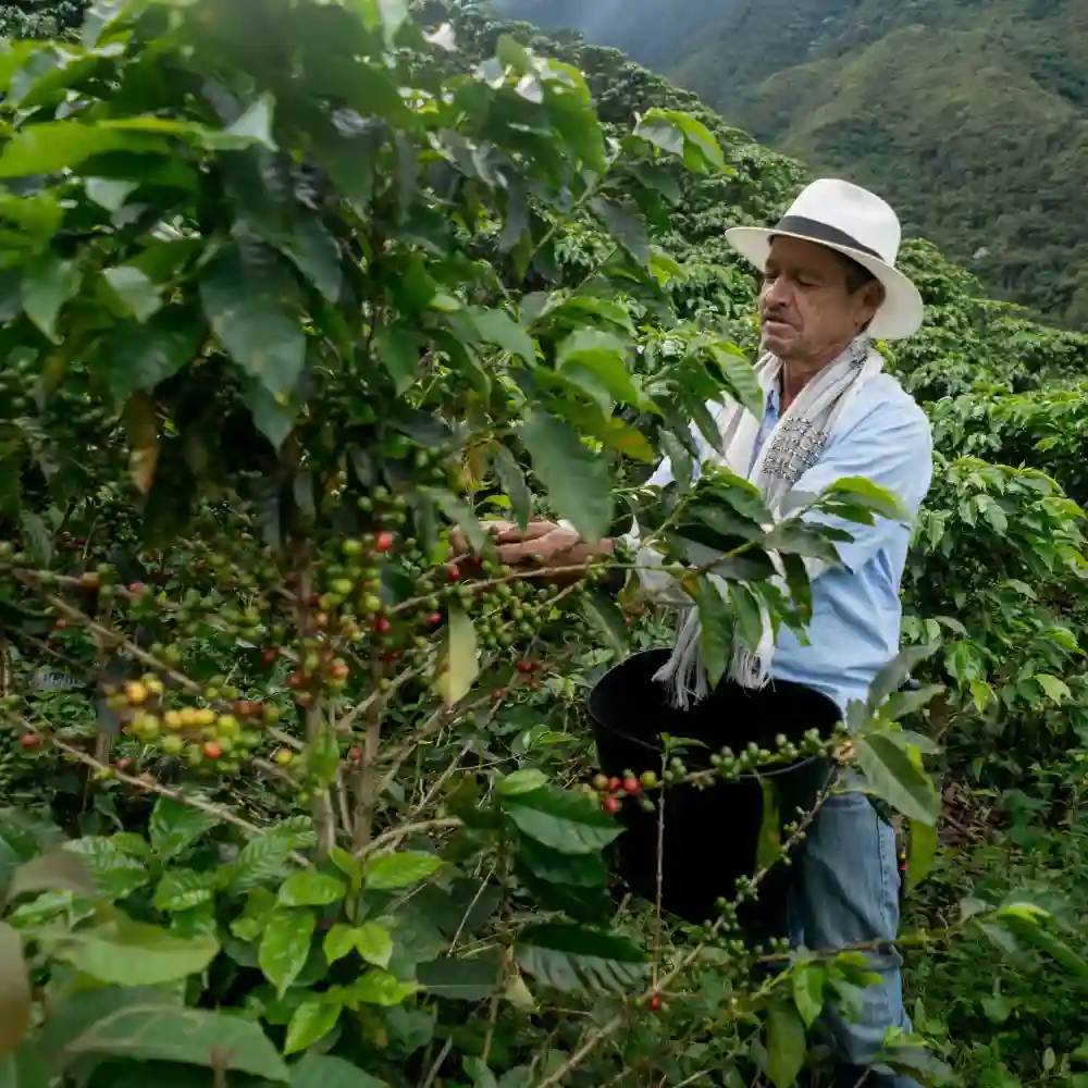coffee farmer working