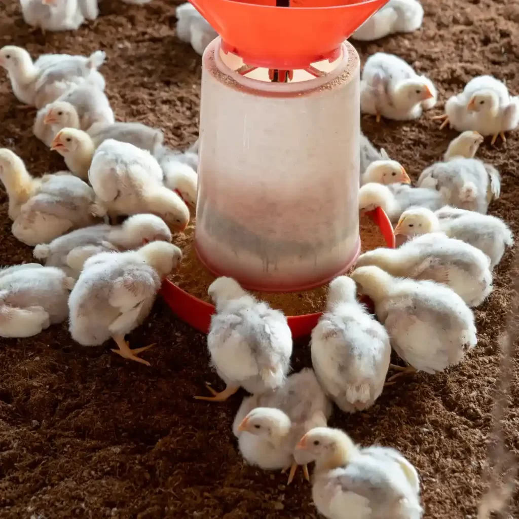 a chicken coop with coffee bedding