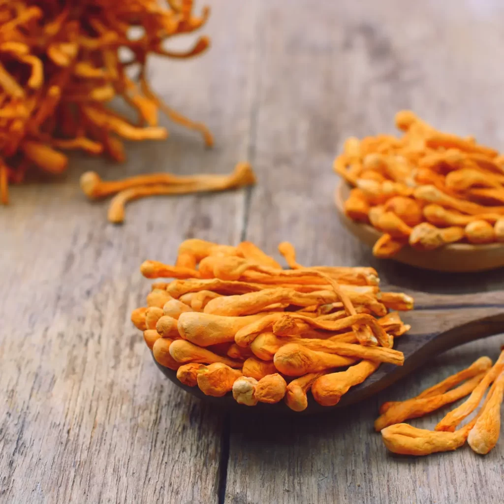 cordyceps mushroom