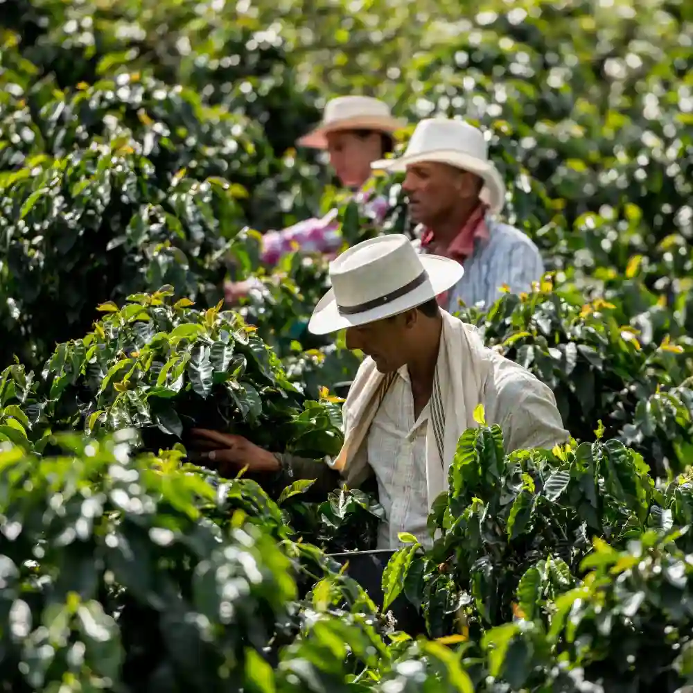 sustainable coffee farmers