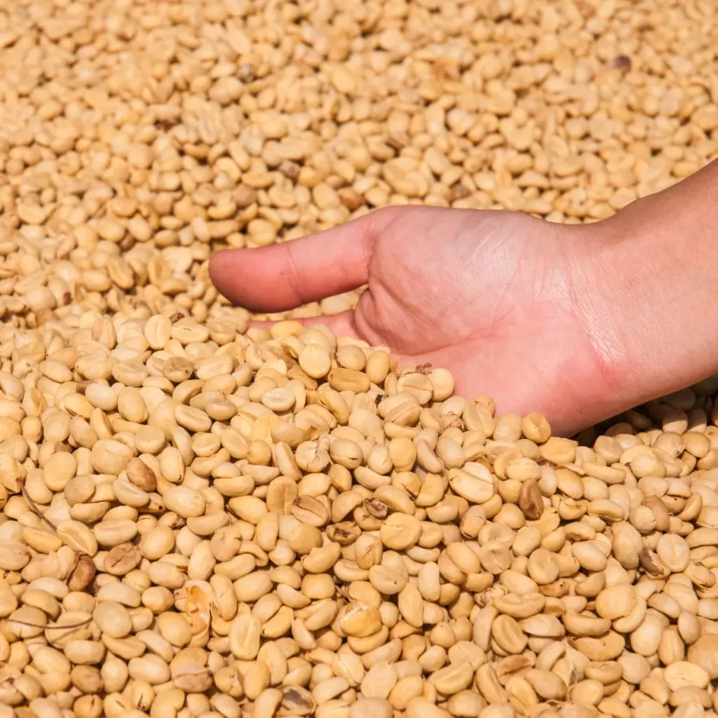 unroasted coffee beans