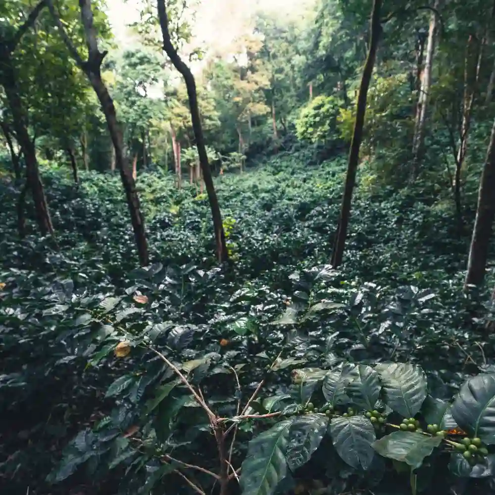 a photograph of rainforest