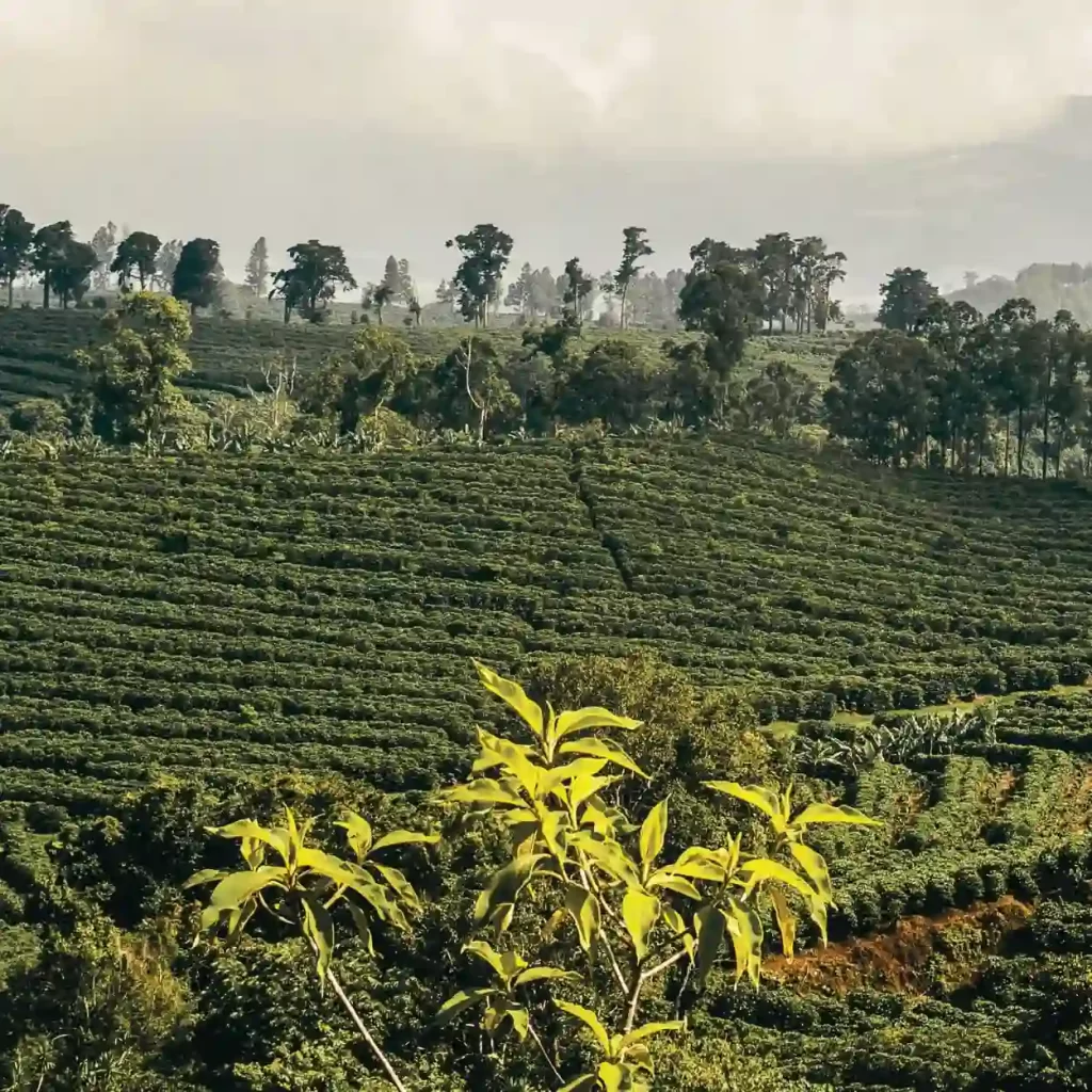 coffee plantation in costa rica