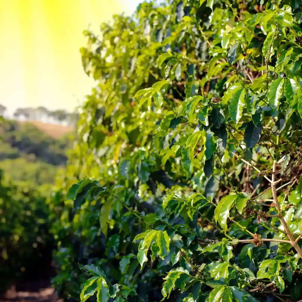a coffee plantation in brazil