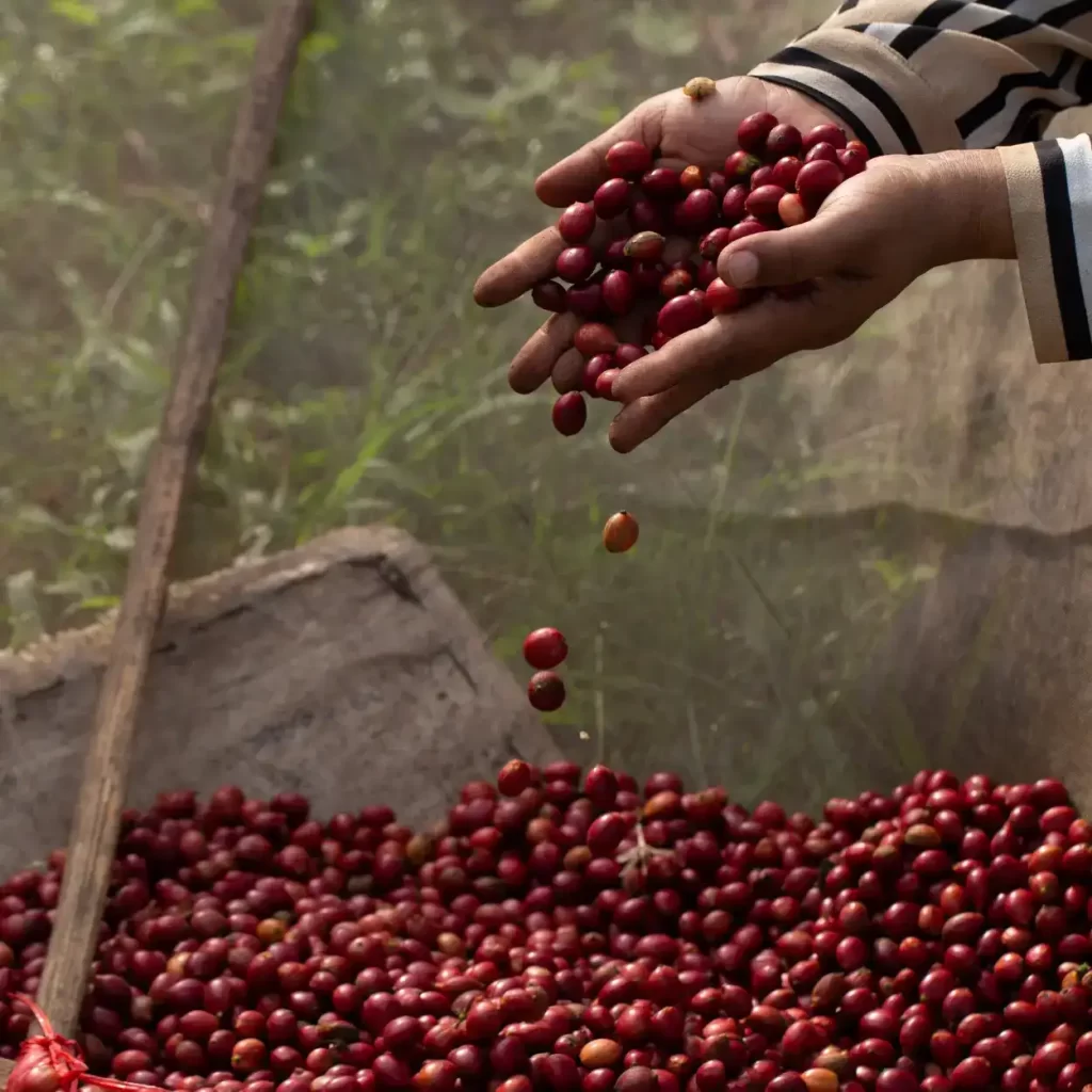 hands holding coffee cherries