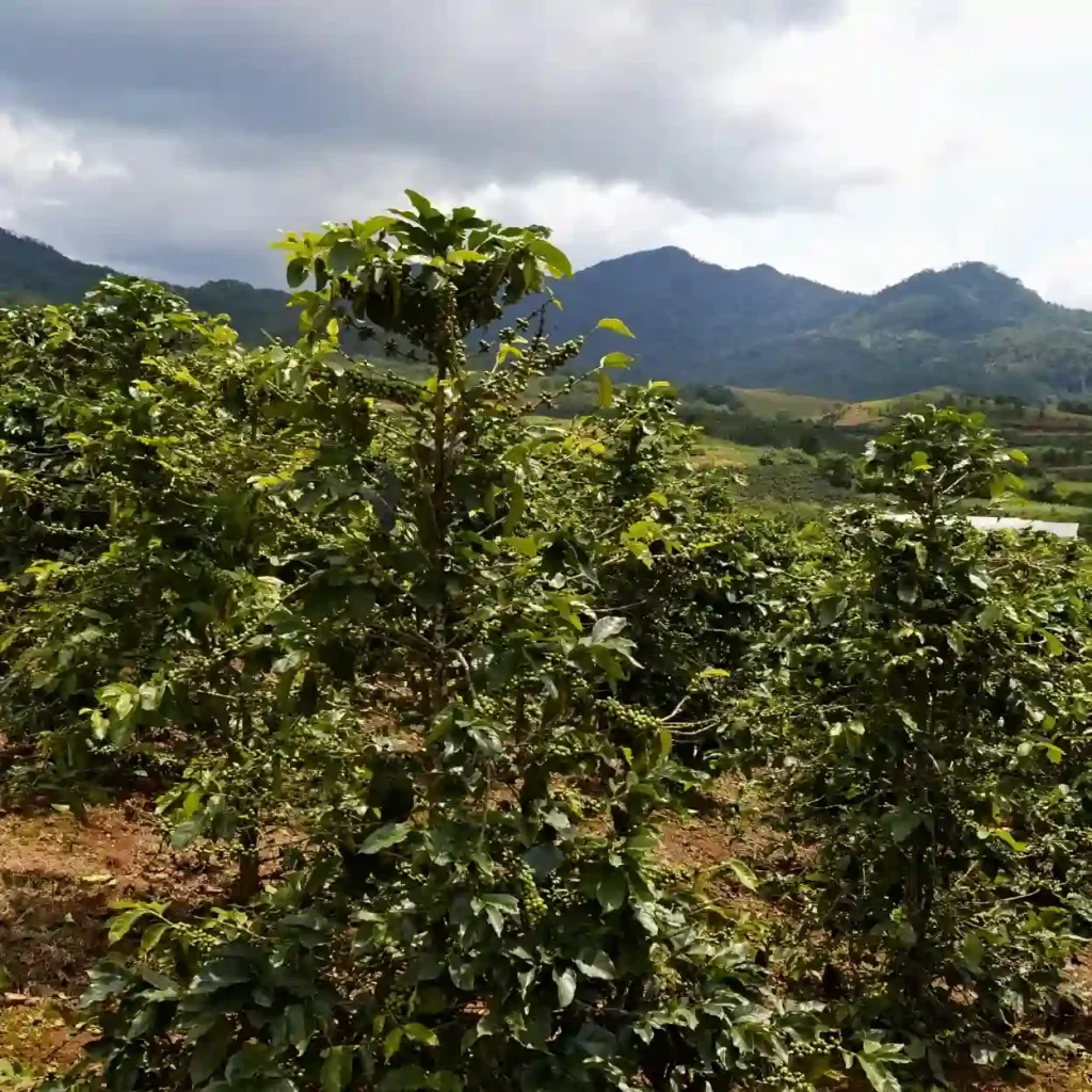 vietnamese coffee plantation