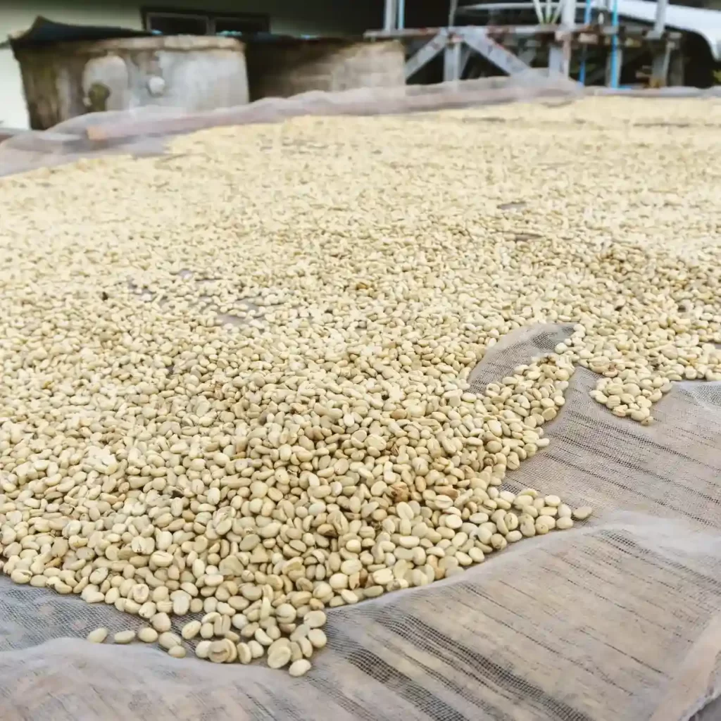 unroasted coffee beans being processed